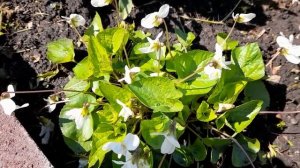 #фиалкамотыльковая / Белая мотыльковая фиалка ( лат. viola sororia Alba) на монохромной клумбе