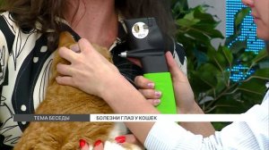 Советы врача: болезни глаз у кошек
