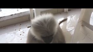 РЖАЛ 3 часа, Прикольные животные, Прикольные Обезьяны
