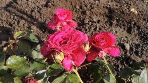 Vaguelette rose (Роза Вагулетте)