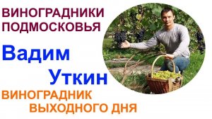 Подмосковные виноградники или в гостях у Вадима Уткина
