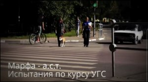 Марфа - ам.стаф.терьер
Испытания по курсу Управляемая Городская Собака (УГС)