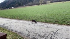 Кошка Анфиса объедает кота Арчи. О внуках