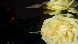 Rose Absolutely Fabulous, or Julia Child Rose (anisade)