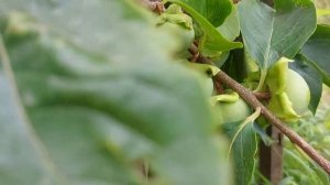 Хурма. Уход и выращивание. Дар Софиевки