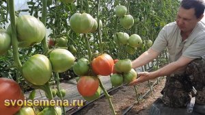 Гигант на Вашем столе  - Томат "Минусинский великан"