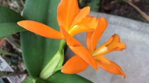 Rth (Blc) Fuchs Orange Nugget ‘Golden Orange’ finally in bloom !