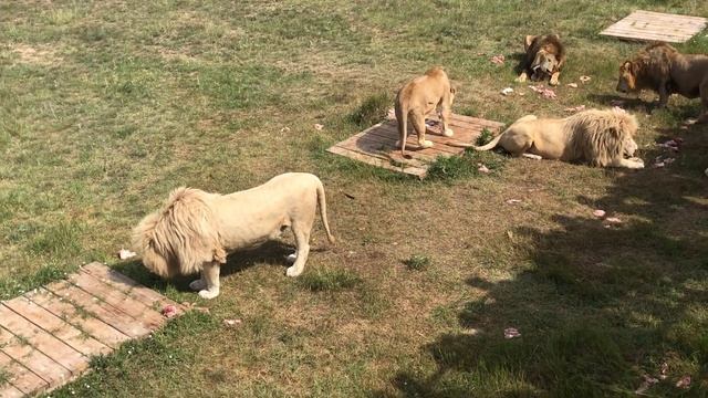 Прайд видео. Прайд видео. Прайд львиц. Прайд видео. Львиный парк тайган.