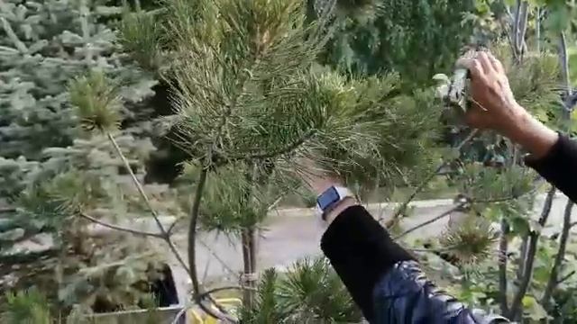 Подрезка кроны сосны обыкновенной смотреть онлайн