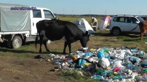 Рыбалка на карпа и нашествие варваров