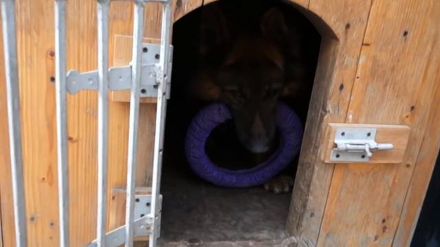 ОГРОМНЫЙ ДОЛЬФ! Кобель длинношерстной немецкой овчарки.