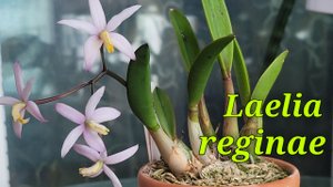 Laelia reginae первое домашнее цветение.