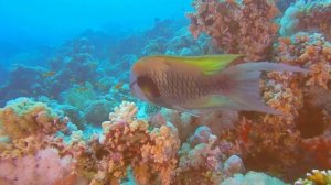 Underwater World of the Red sea. Diving. Красное море. Дайвинг. Музыка Сергея Чекалина "Плеск волн"