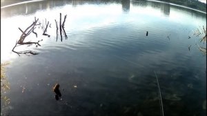 Рыбалка на КМВ, Ставропольский край, Кисловодск, о.Новое, ловля щуки