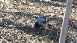 Ворона лает, как собака.