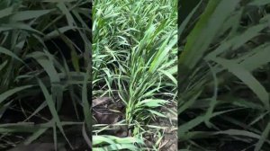 Пшеница канюк рс-1 по пару