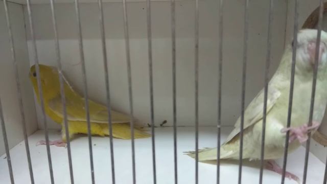 Толстоклювый попугай Ктерины. смотреть онлайн