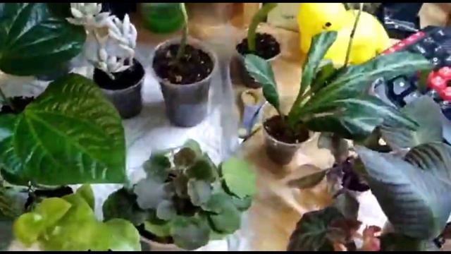 Супер доставка, супер цветочков😍 смотреть онлайн