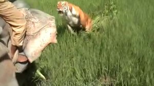 Tiger, Tiger - hidden in the grass! Oh, shit - coming at me!!!