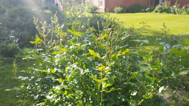 С праздником всех святых, в земле Русской просиявших. смотреть онлайн