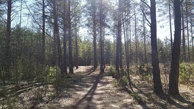 Погулка по лесу в Весенний , солнечный день.