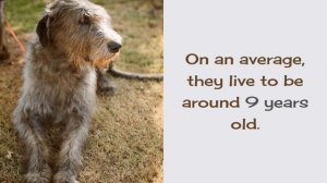 10 Facts You Should Know About Irish Wolfhound