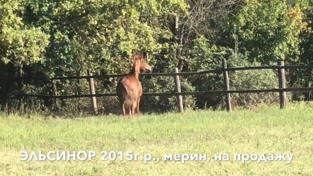 Продажа лошадей конефермы Эквилайн, тел., WhatsApp +79883400208 (ЭЛЬСИНОР 2015г.р.) смотреть онлайн