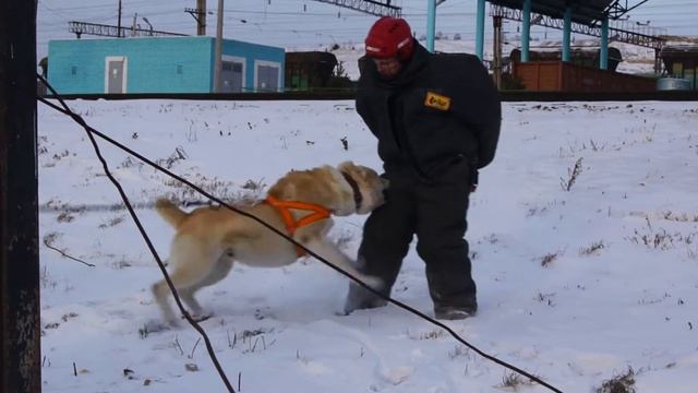 Сары Шайтан Мамай смотреть онлайн