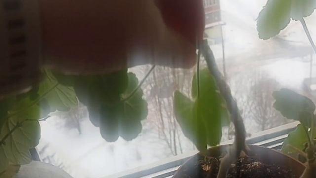 Черенкуем герань смотреть онлайн