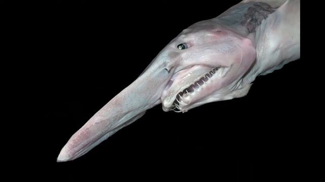 Акула-домовой или Акула-гоблин смотреть онлайн