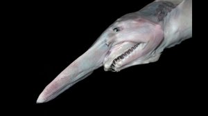 Акула-домовой или Акула-гоблин