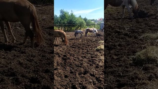 Необычный жеребёнок Ижмарин на прогулке, чубарый жеребенок / Appaloosa Horse