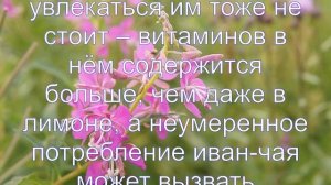 Интересные факты об иван-чае