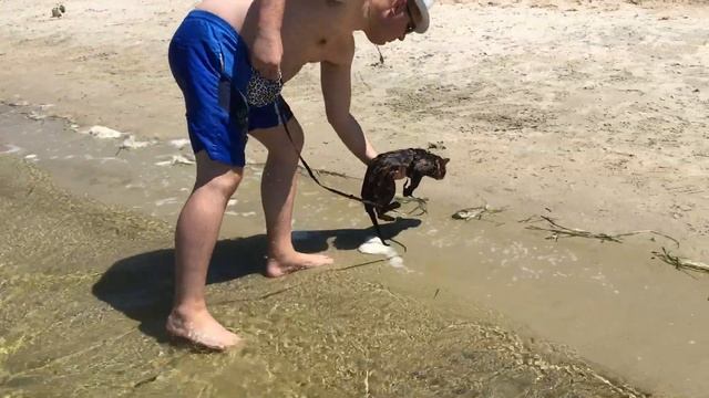 Плавающий кот ? Swimming Cat ? Floating Cats ? Ein Schwimmender Kater
