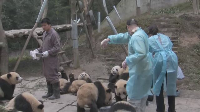 Bifengxia Panda Park - Playing with Pandas смотреть онлайн