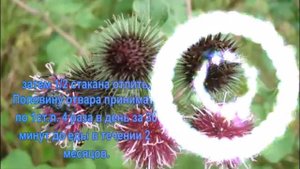 МАЗЬ ИЗ ЛОПУХА, КОГДА СКРЕПЯТ КОЛЕНИ!