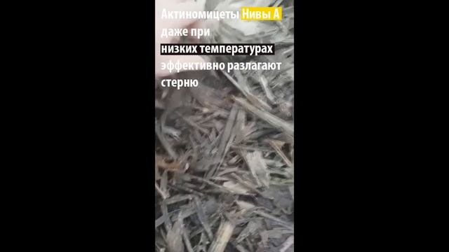 Быстрое разложение стерни с помощью микробиологических препаратов смотреть онлайн