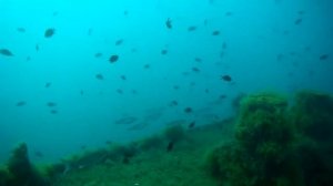 Обитатели Чёрного моря. Кефаль