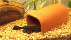 Анциструс звездчатый L181. Улитки хелены. Гурами.