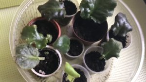 Размножение фиалки. Укоренение листа сенполии