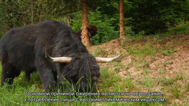 Названа главная причина ожирения