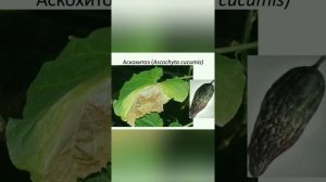 болезни огурцов ч.1 - пятна на листьях, плодах. Грибковые заболевания огурцов