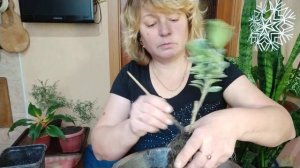 Бересклет Форчуна - пересадка. Часть 1.
