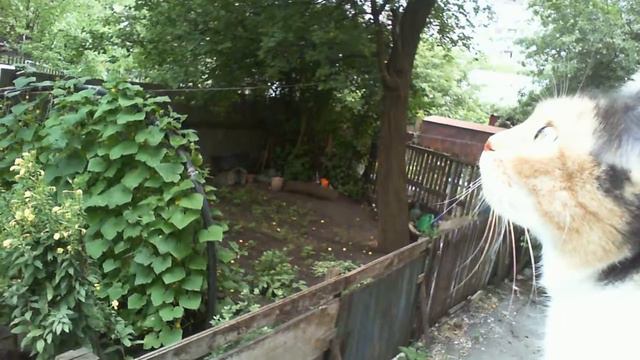 2018 07 16 15 44 кот на подоконнике смотреть онлайн