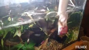 Как правильно чистить аквариум