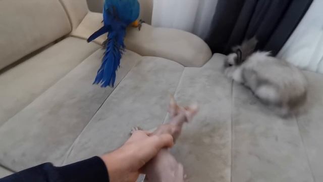 Говорящий попугай Ара Рома, котенок сфинкс и декоративный кролик. Попытка их ближе познакомить смотреть онлайн