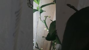 сорт лимона ЛУНАРИО ОБЗОР ДЕГУСТАЦИЯ! Цитрус плюс!