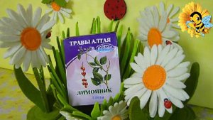 Восточное здоровье. Лимонник   свойства и применение