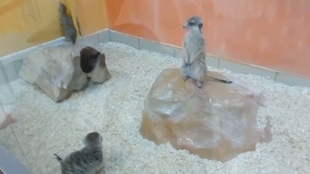 20.06.2018 - Сурикаты. Трогательный зоопарк в ТРЦ Columbus смотреть онлайн