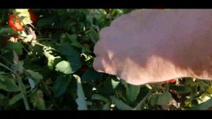 ??ОБЗОР НИЗКОРОСЛЫХ ТОМАТОВ НА ОГОРОДЕ. ИРИШКА, БРИСКОЛИНО, ГАСПАЧО, АЛТАЙСКИЙ СЮРПРИЗ...